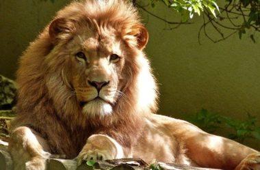 Arquétipo do Leão: Proteção, Força e Determinação