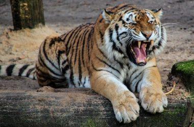 Arquétipo do Tigre – Arquétipo De Foco e Coragem
