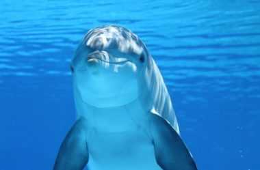 Arquétipo do Golfinho – Alegria, Felicidade (Ative Hoje Mesmo)
