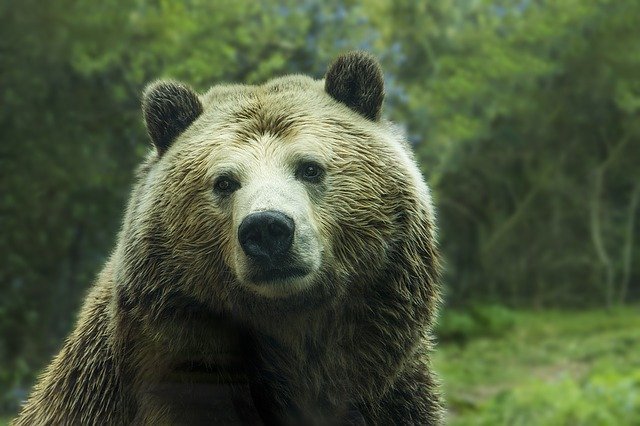 Arquétipo do Urso