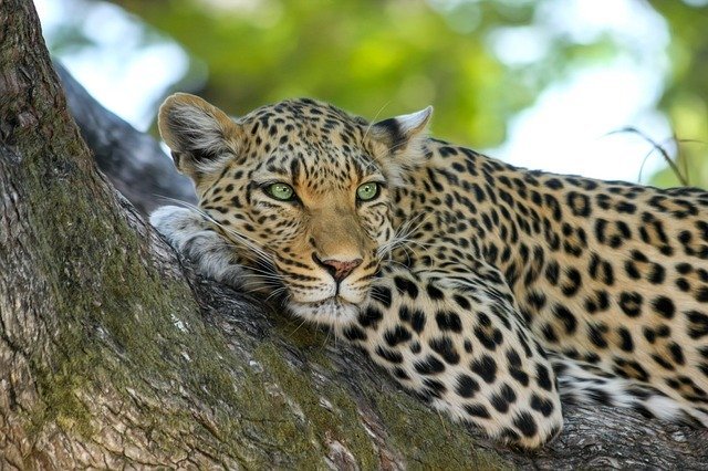 Arquétipo Leopardo