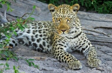 Arquétipo do Leopardo: Persistência, Coragem e Poder Pessoal