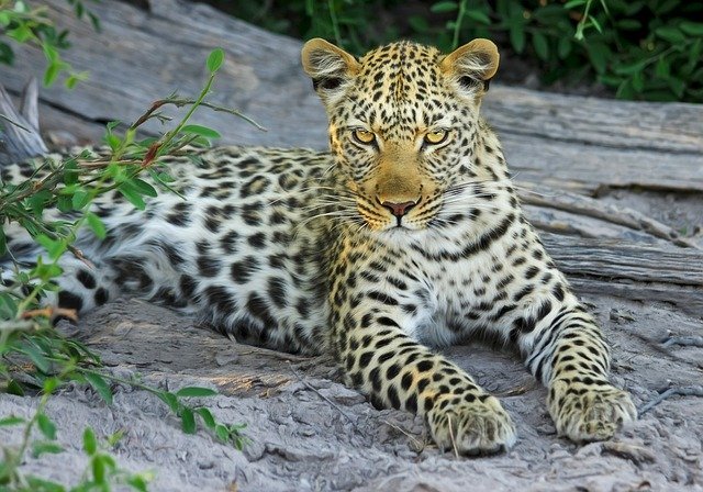 Arquétipo do Leopardo