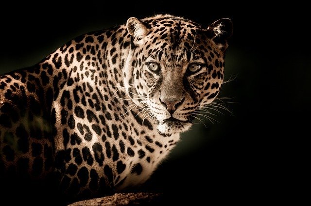 laod sombra do Arquétipo do Leopardo