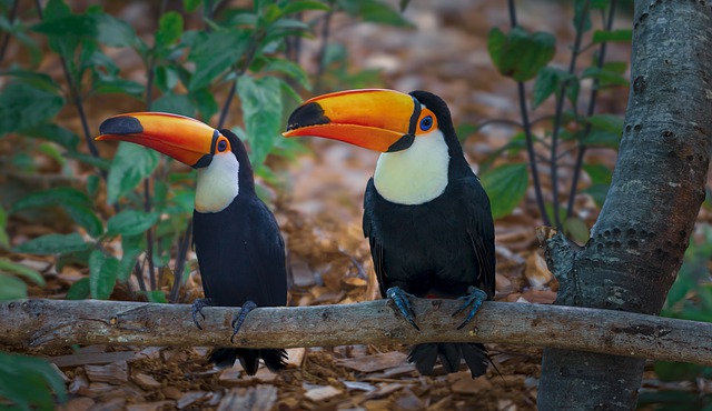 Arquétipo do Tucano