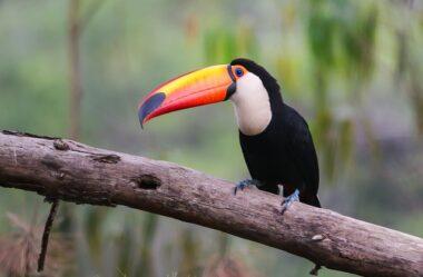 Arquétipo do Tucano: Comunicação, Versatilidade e Felicidade.