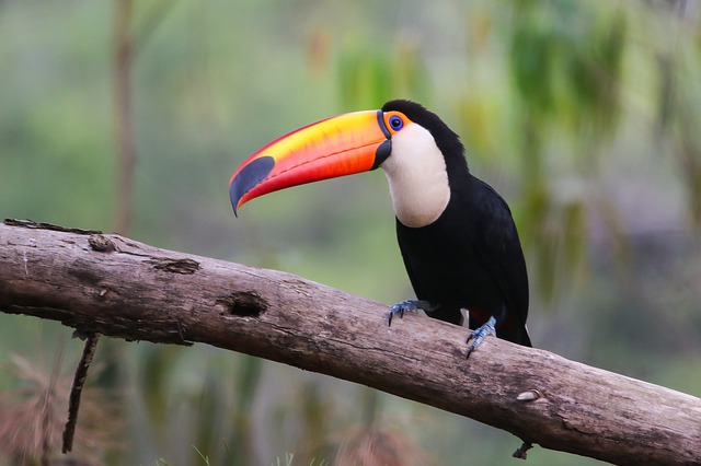 Arquétipo do Tucano