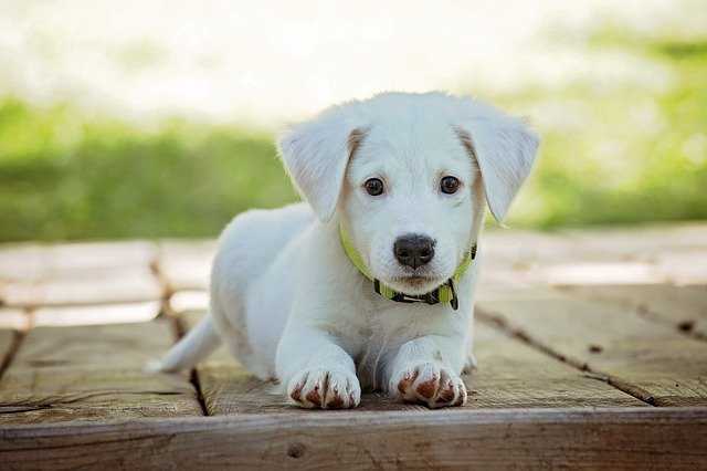 Arquétipo Cachorro