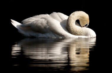 Arquétipo do Cisne: Harmonia e Fidelidade nas Relações Amorosas