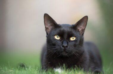 Arquétipo do Gato Preto: Magia, Proteção e Limpeza