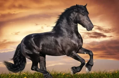 Arquétipo Do Cavalo – Coragem, Força, Determinação, Libido e Como Ativar